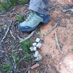 Leopard scat and Hi-Tec boots